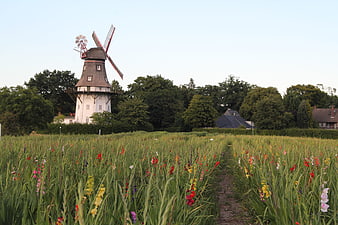 Traditional windmill in a field of colorful gladiolus flowers