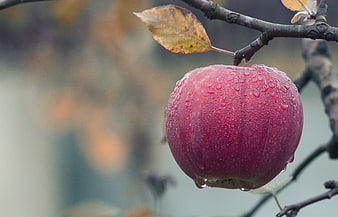 Close-up of a red apple with water droplets on a branch