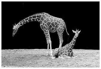 Black and white photo of two giraffes, one standing and one lying down