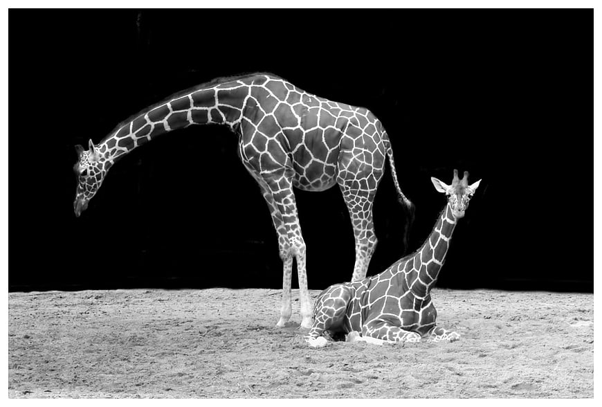 Black and white photo of two giraffes, one standing and one lying down