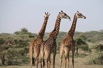 Three Giraffes Standing in African Savanna Landscape