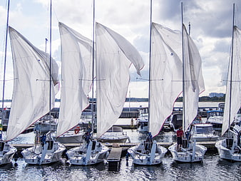 Fleet of sailboats with white sails docked in marina