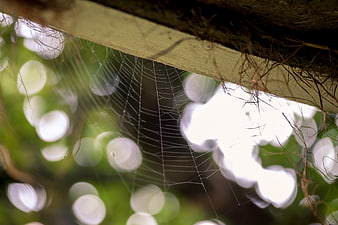 Close-up of spider web with bokeh background