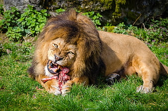 Male Lion Eating Raw Meat on Green Grass