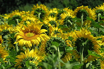 Vibrant Sunflower Field in Full Bloom Under Sunlight