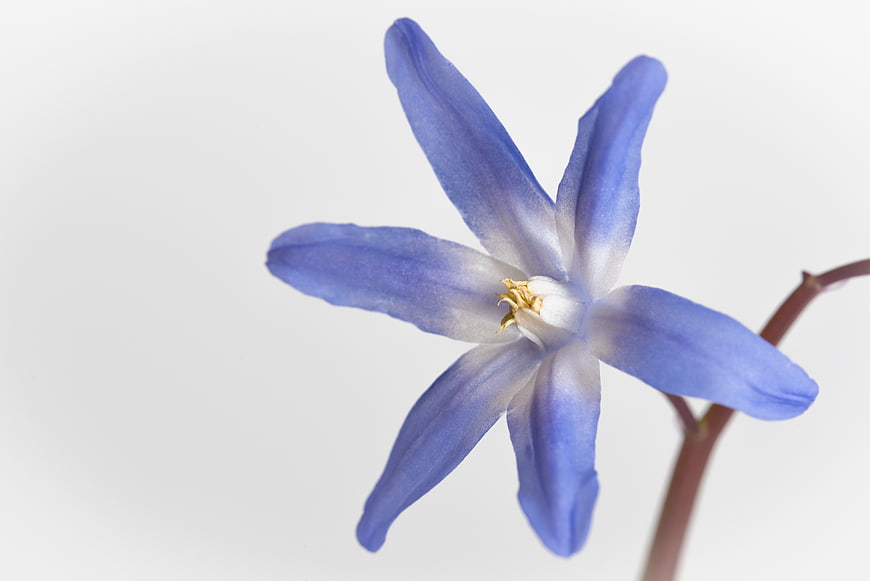 Close-up of delicate blue Scilla flower isolated on white background