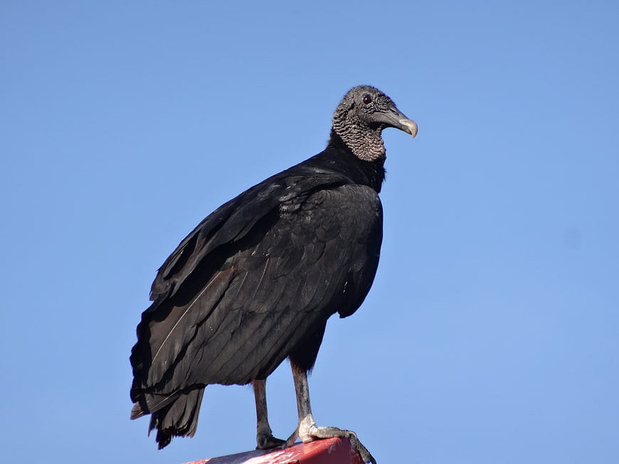 Black Vulture Perched Against Clear Blue Sky