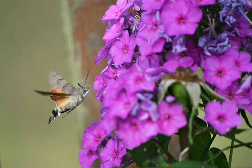 Hummingbird Hawk-moth Feeding on Pink Phlox Flowers