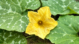Yellow squash blossom with water droplets on green leaves
