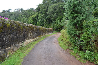 Rural gravel road winding past mossy stone wall in lush forest
