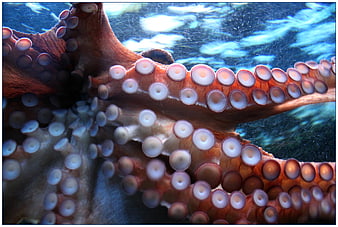 Close-up of Octopus Suction Cups Underwater