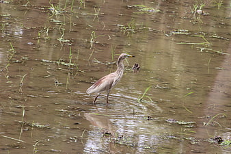 Wading bird hunting in muddy wetland water