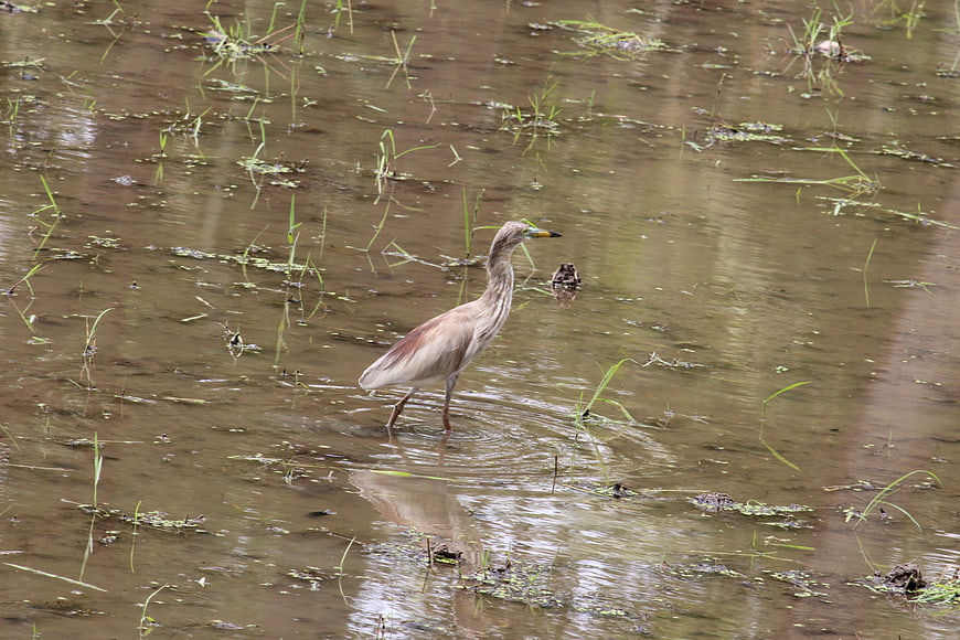 Wading bird hunting in muddy wetland water