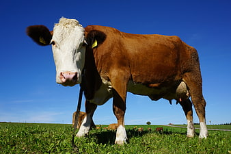 Brown and White Cow Portrait in Green Pasture
