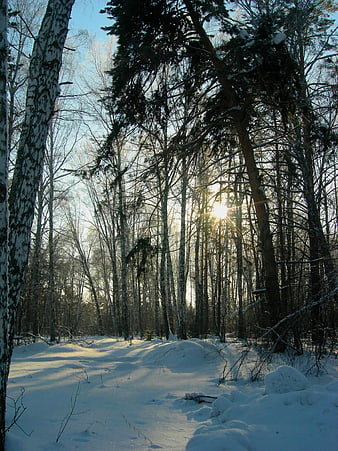 Sunlight shining through snowy birch and pine forest in winter
