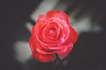 Close-up of a vibrant red rose with blurred background