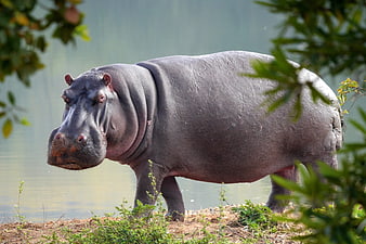 Wild Hippopotamus Standing On Riverbank Near Water