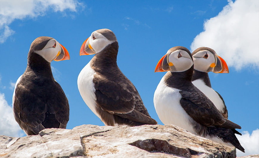 Four Atlantic Puffins Perched on Rocky Cliff Against Blue Sky