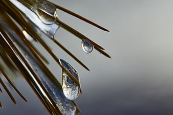 Close-up of frozen pine needles with ice droplets