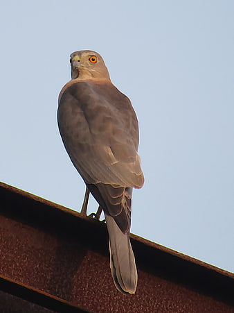 Shikra bird perched on rusty metal beam against blue sky