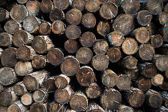 Stacked cut logs with visible wood grain texture
