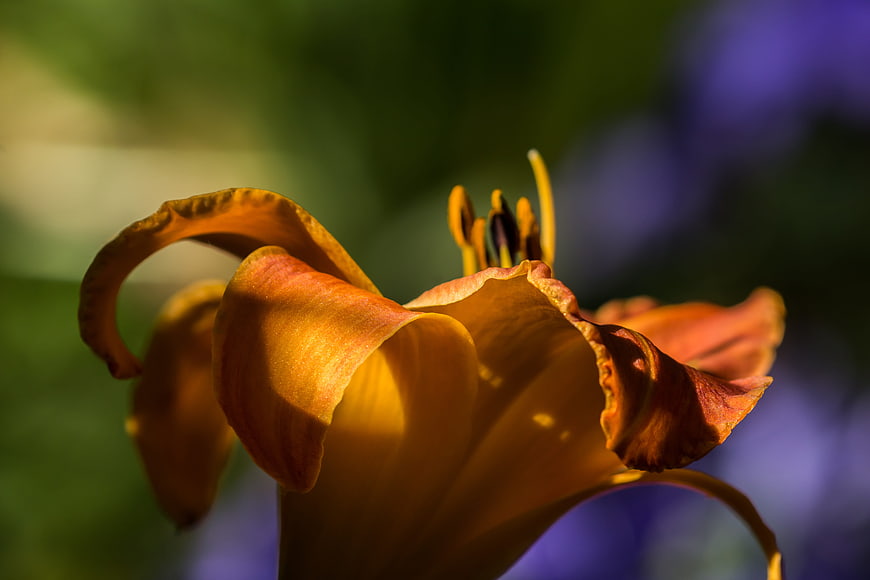 Close-up of Orange Daylily with Blurred Garden Background