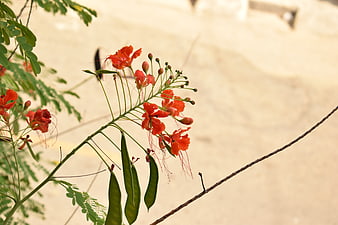 Red Phoenix Flower Branch with Green Leaves and Pods