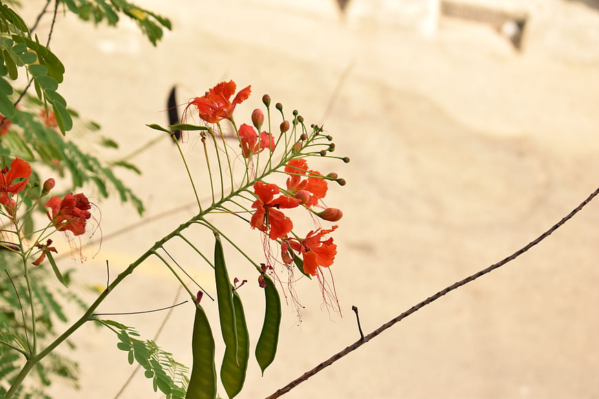 Red Phoenix Flower Branch with Green Leaves and Pods