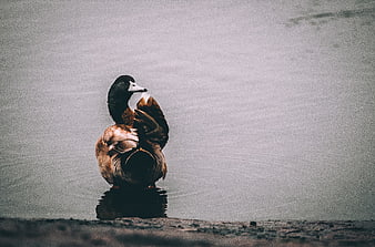 Mallard Duck Preening on Calm Lake Shore