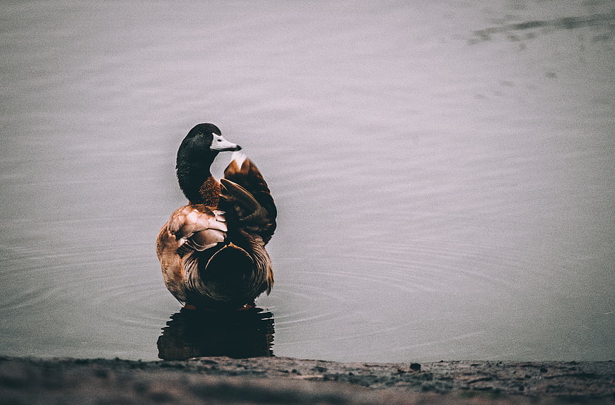 Mallard Duck Preening on Calm Lake Shore