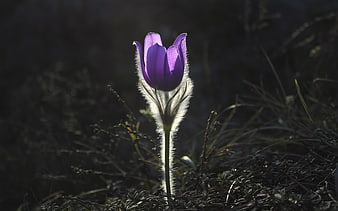 Purple Pasqueflower Backlit in Spring Meadow
