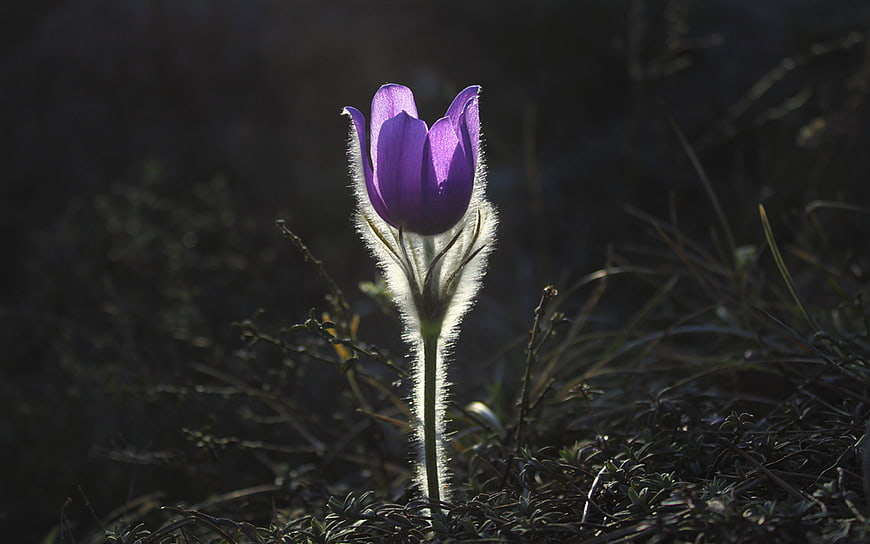 Purple Pasqueflower Backlit in Spring Meadow