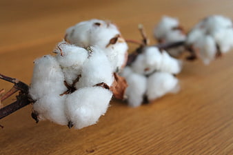 Close-up of raw cotton bolls on a wooden surface