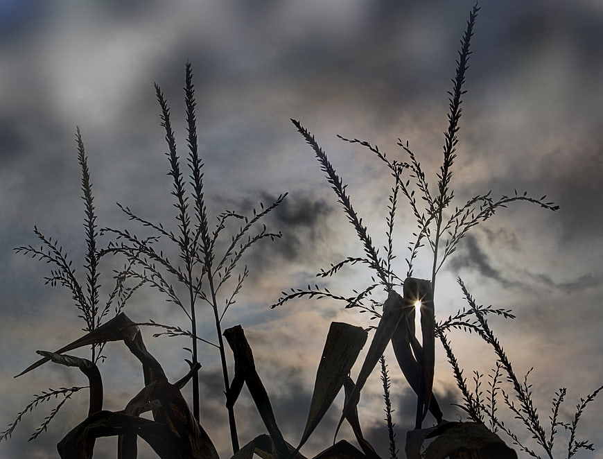 Dramatic Silhouette of Tall Grass Against Stormy Sky