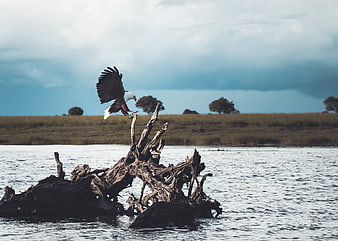 Bald Eagle Landing on Driftwood in Lake