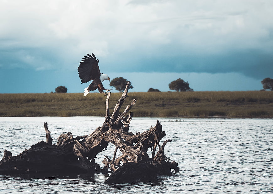 Bald Eagle Landing on Driftwood in Lake