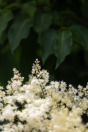 Close-up of white lilac flowers with blurred green leaves