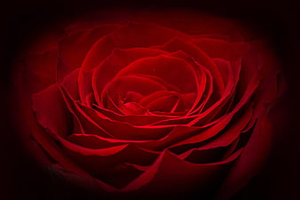 Dark Moody Red Rose Close Up With Dramatic Lighting