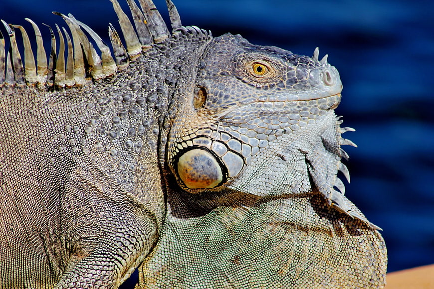 Close-up of Gray Iguana Head with Spikes