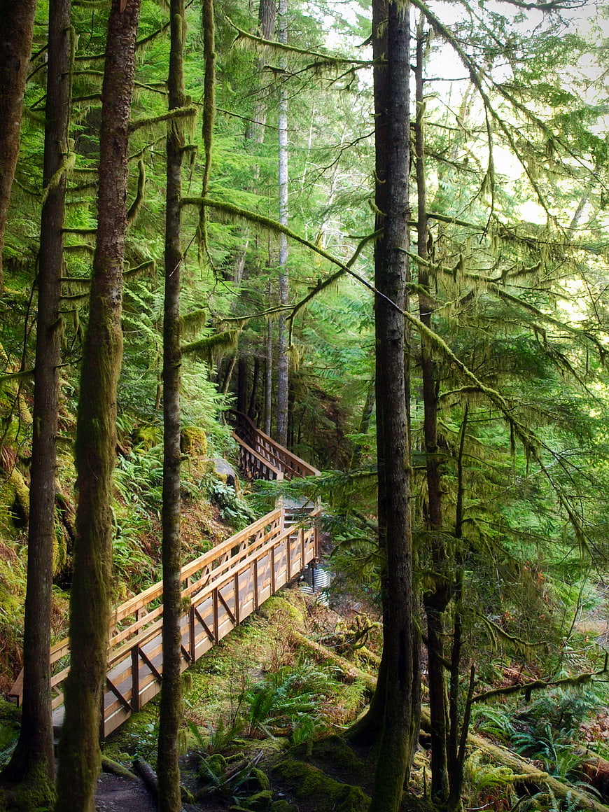 Wooden Boardwalk Trail Through Mossy Temperate Rainforest
