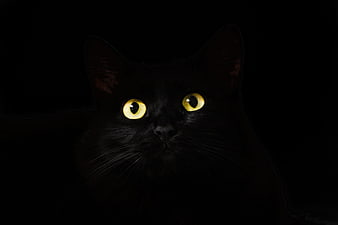 Close-up of a black cat with glowing yellow eyes in the dark