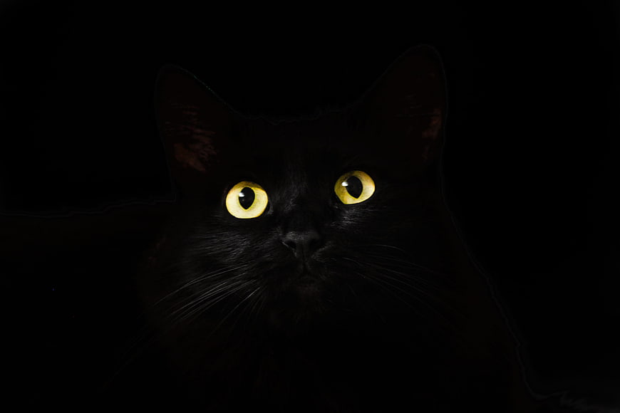 Close-up of a black cat with glowing yellow eyes in the dark