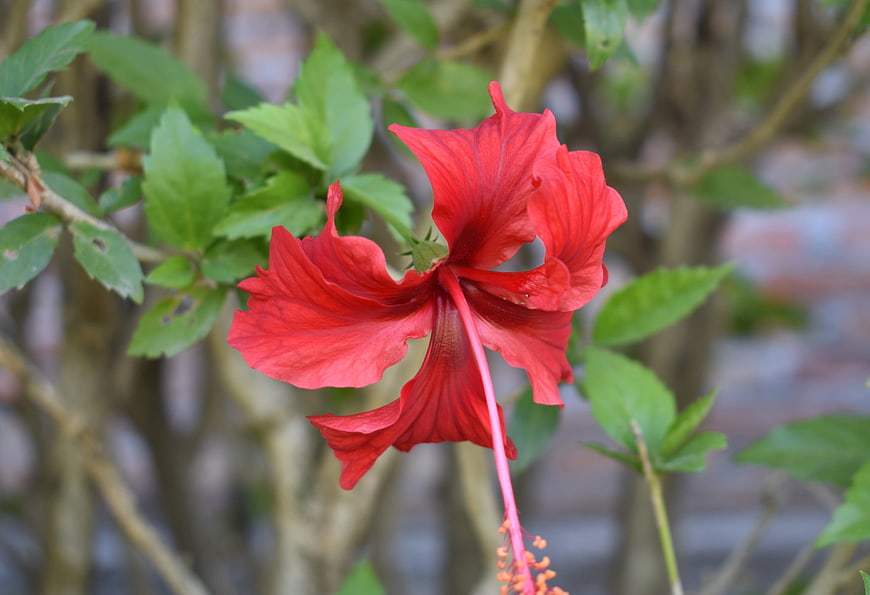 Vibrant Red Hibiscus Flower in Natural Garden Setting