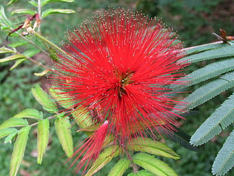 Vibrant Red Calliandra Flower Close-Up with Green Leaves