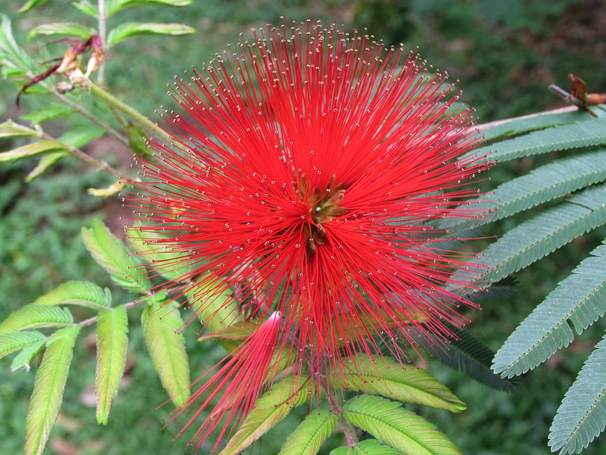 Vibrant Red Calliandra Flower Close-Up with Green Leaves