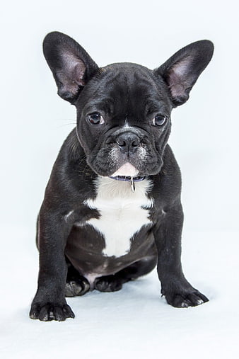 Cute Black French Bulldog Puppy Sitting on White Background