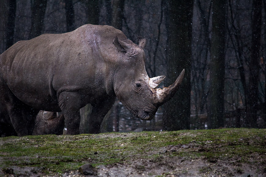Black Rhinoceros In Snowy Forest Setting