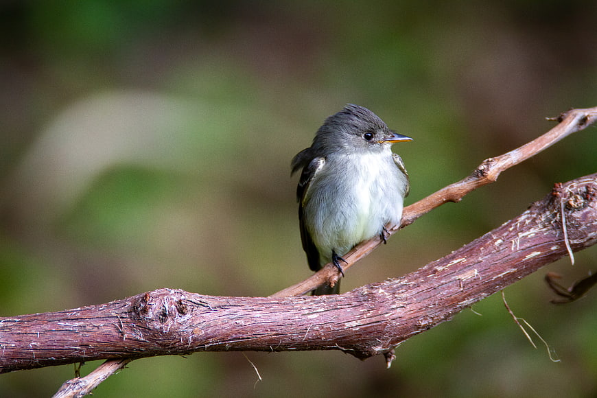 Small Gray Bird Perched on a Branch in Forest