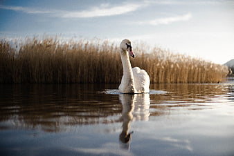 White Swan Swimming in Calm Lake with Reeds