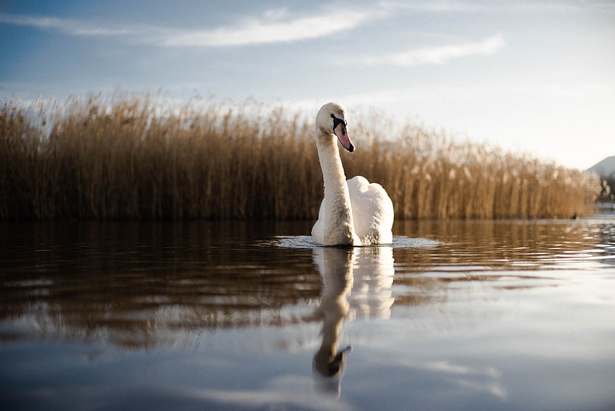 White Swan Swimming in Calm Lake with Reeds